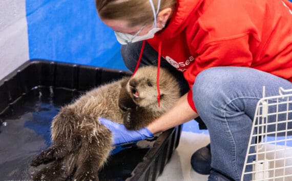 A sea otter pup rescued in Homer in the summer of 2025 receives care from the Alaska SeaLife Center and Chicago's Shedd Aquarium while being rehabilitated at ASLC in Seward, Alaska. Photo courtesy Kaiti Grant/Alaska SeaLife Center