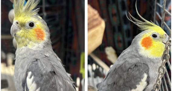 Curly and Paco, male cockatiels. Photo courtesy of Homer Animal Shelter