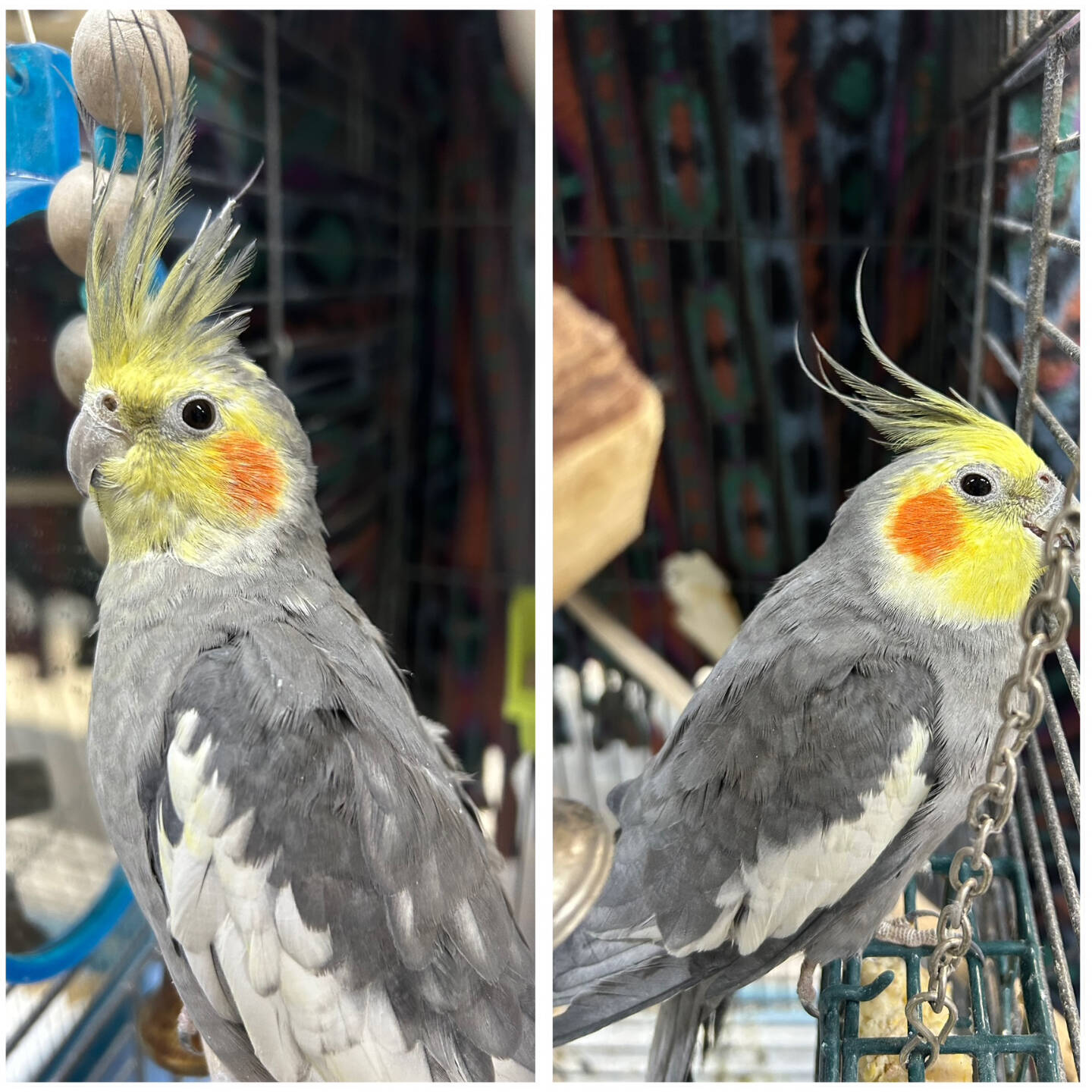 Curly and Paco, male cockatiels. Photo courtesy of Homer Animal Shelter