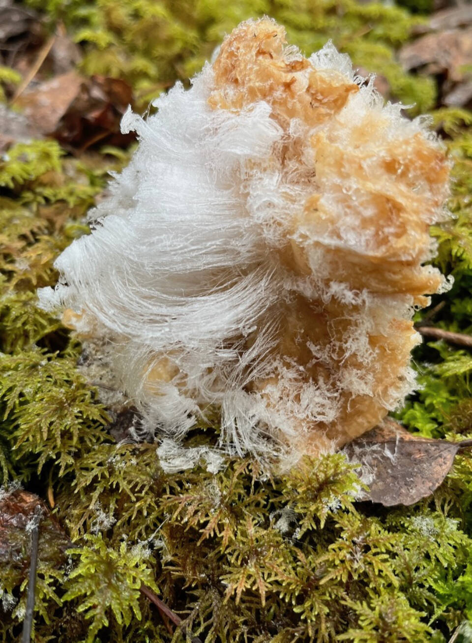 Chris Greenfield-Pastro finds “hair ice” on the forest floor during a recent walk in Fairbanks, Alaska. Photo courtesy Chris Greenfield-Pastro