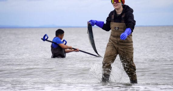 A sockeye salmon is carried from the waters of Cook Inlet on North Kenai Beach in Kenai, Alaska, during the first day of the Kenai River personal use dipnet fishery on Thursday, July 10, 2025. (Jake Dye/Peninsula Clarion)