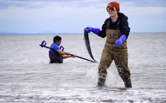A sockeye salmon is carried from the waters of Cook Inlet on North Kenai Beach in Kenai, Alaska, during the first day of the Kenai River personal use dipnet fishery on Thursday, July 10, 2025. (Jake Dye/Peninsula Clarion)