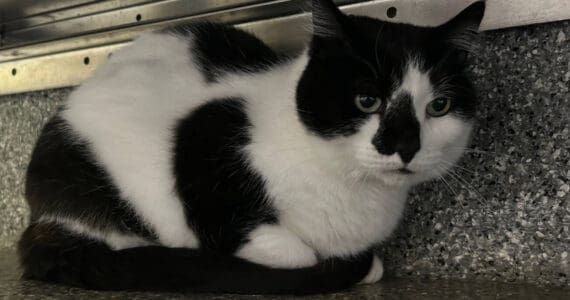 Rainy, 15-year-old female. Photo courtesy of Homer Animal Shelter