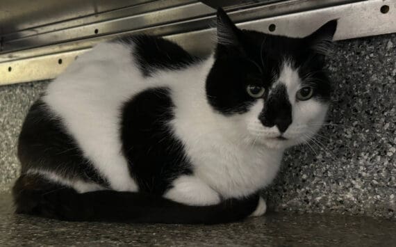 Rainy, 15-year-old female. Photo courtesy of Homer Animal Shelter