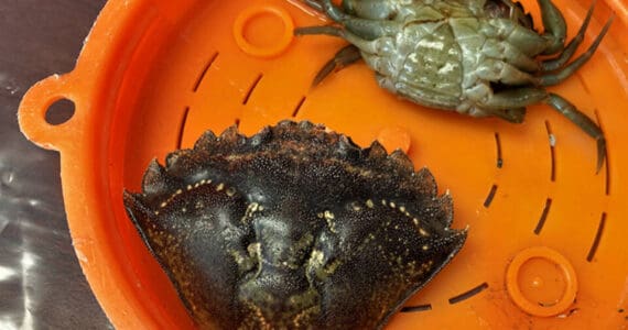 The carapace, or upper shell, of an invasive European green crab and a live live green crab are shown in this undated photo. Ever since Alaska’s first green crabs were found on Annette Island in 2022, numbers have exploded and the invaders have spread north. (Photo by Linda Shaw/National Oceanic and Atmospheric Administration Fisheries Service)