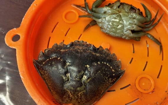 The carapace, or upper shell, of an invasive European green crab and a live live green crab are shown in this undated photo. Ever since Alaska’s first green crabs were found on Annette Island in 2022, numbers have exploded and the invaders have spread north. (Photo by Linda Shaw/National Oceanic and Atmospheric Administration Fisheries Service)