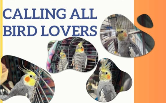 Paco, 9-year-old male cockatiel, and Curly, 30-year-old male cockatiel. Photo courtesy of Homer Animal Shelter