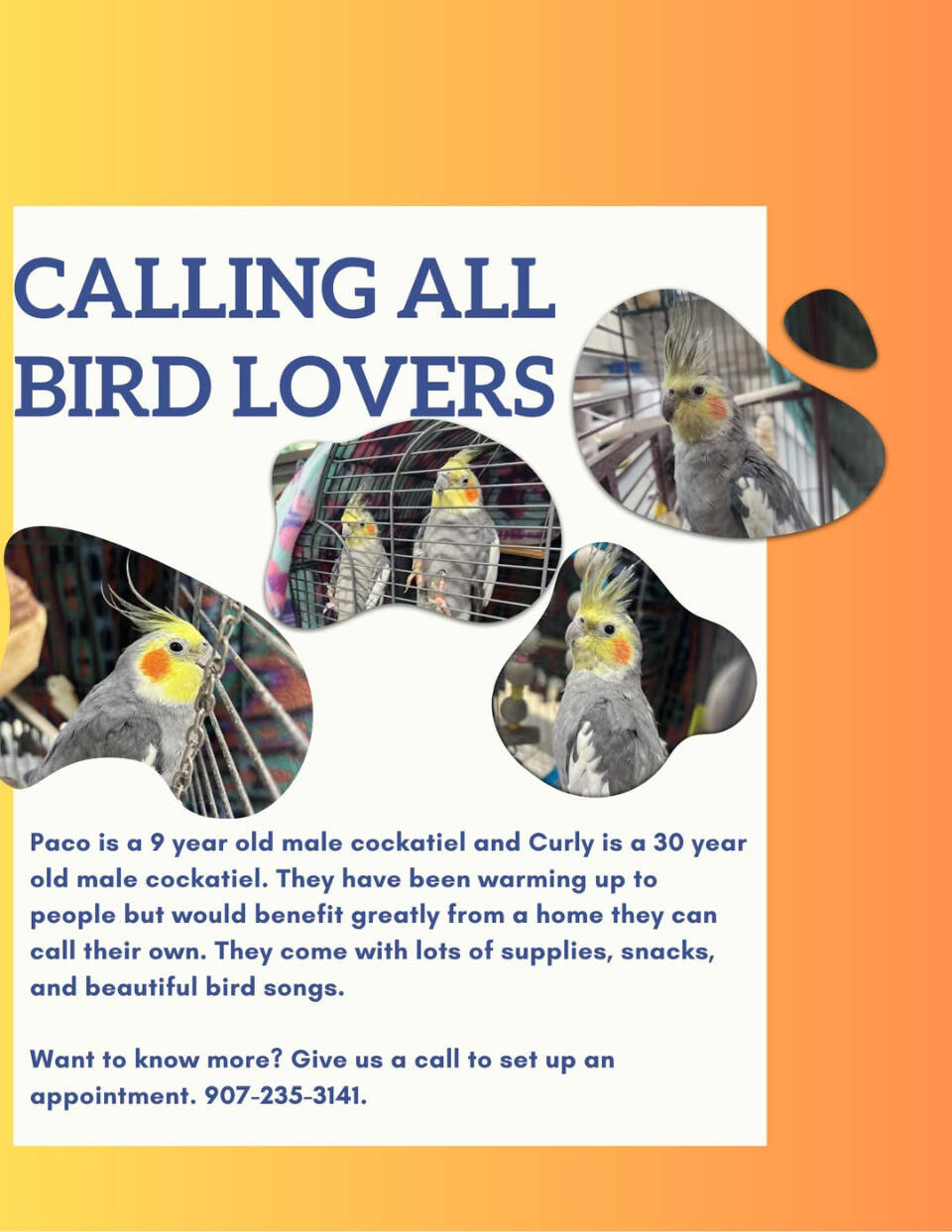 Paco, 9-year-old male cockatiel, and Curly, 30-year-old male cockatiel. Photo courtesy of Homer Animal Shelter