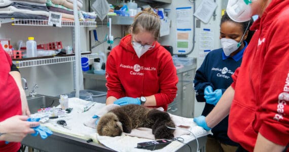 Alaska SeaLife Center staff work to rehabilitate an orphaned sea otter pup. Photo courtesy of Kaiti Grant | Alaska SeaLife Center