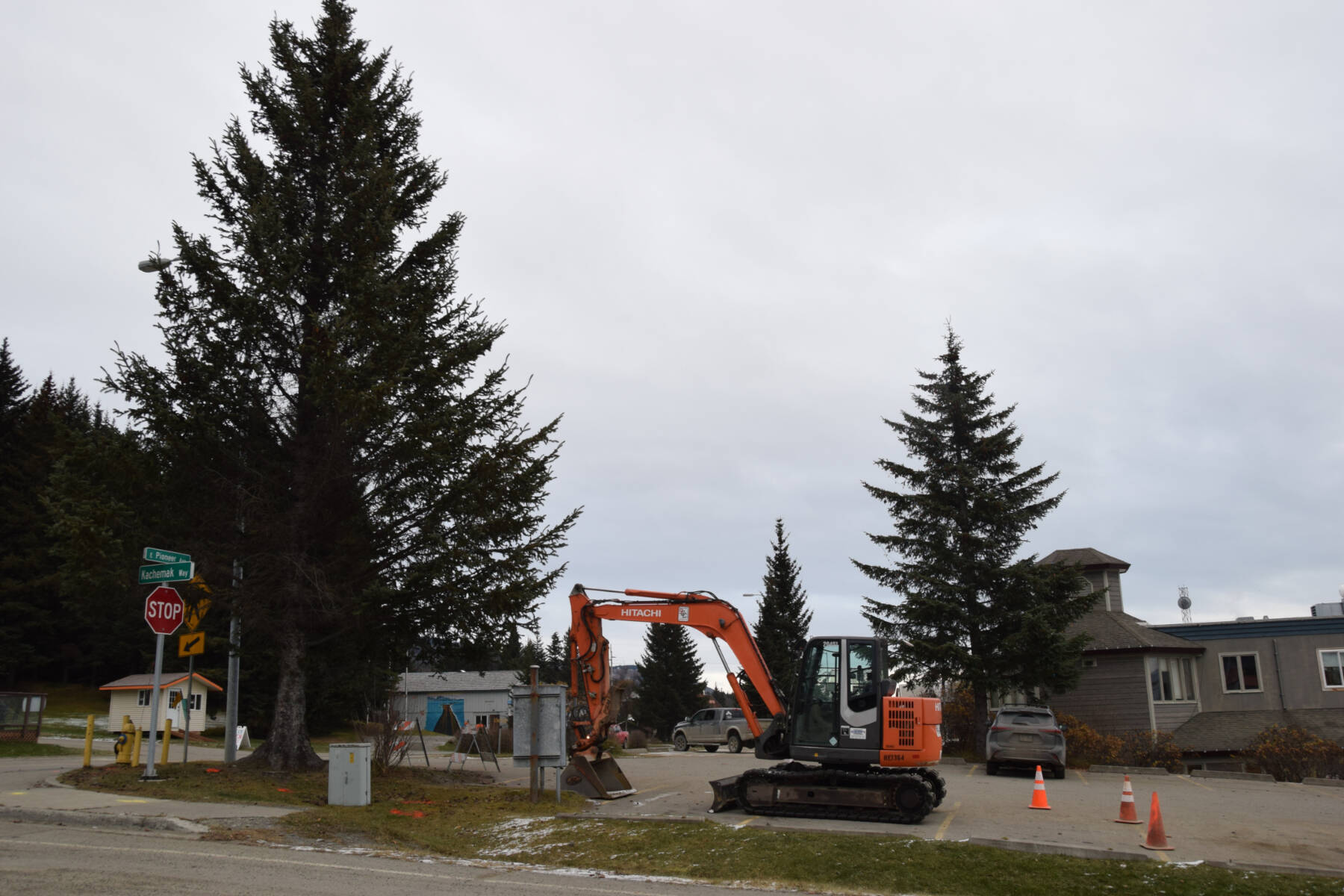 A large spruce tree stands near Homer City Hall, at the corner of Pioneer Avenue and Kachemak Way, on Friday, Nov. 14, 2025, in Homer, Alaska. The tree was removed Tuesday, Nov. 18, to facilitate the replacement of a fire hydrant. (Delcenia Cosman/Homer News)