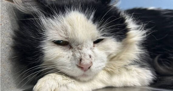 Freddy, 5-year-old male. Photo courtesy of Homer Animal Shelter