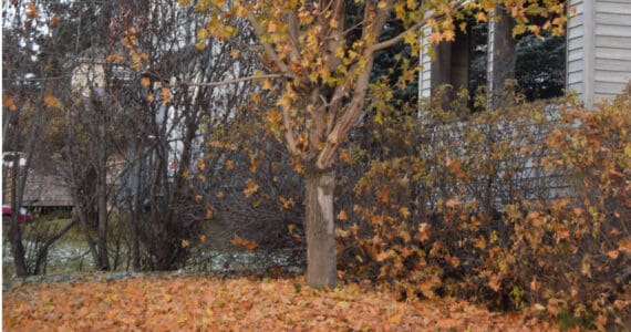 Autumn leaves blanket the ground beneath a tree on Heath Street on Thursday, Nov. 13, 2025, in Homer, Alaska. (Delcenia Cosman/Homer News)