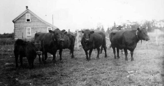 Photo from a circa 1906-07 U.S. Department of Agriculture report on Alaska’s agricultural experiment stations
Hardy Galloway cattle, from Scotland, were transplanted to the agricultural experiment station at Kenai in 1906. The Kenai Station’s main quarters can be seen in the background.