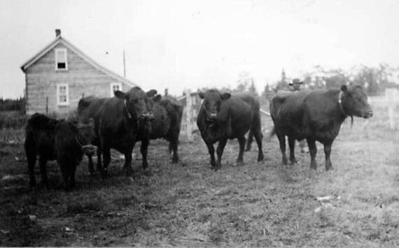 Photo from a circa 1906-07 U.S. Department of Agriculture report on Alaska’s agricultural experiment stations
Hardy Galloway cattle, from Scotland, were transplanted to the agricultural experiment station at Kenai in 1906. The Kenai Station’s main quarters can be seen in the background.