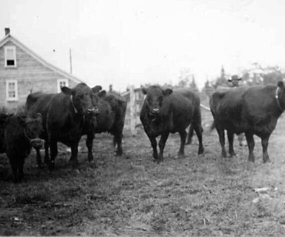 Photo from a circa 1906-07 U.S. Department of Agriculture report on Alaska’s agricultural experiment stations
Hardy Galloway cattle, from Scotland, were transplanted to the agricultural experiment station at Kenai in 1906. The Kenai Station’s main quarters can be seen in the background.