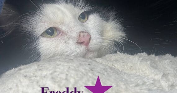 Freddy, 5-year-old male. Photo courtesy of Homer Animal Shelter