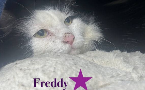 Freddy, 5-year-old male. Photo courtesy of Homer Animal Shelter