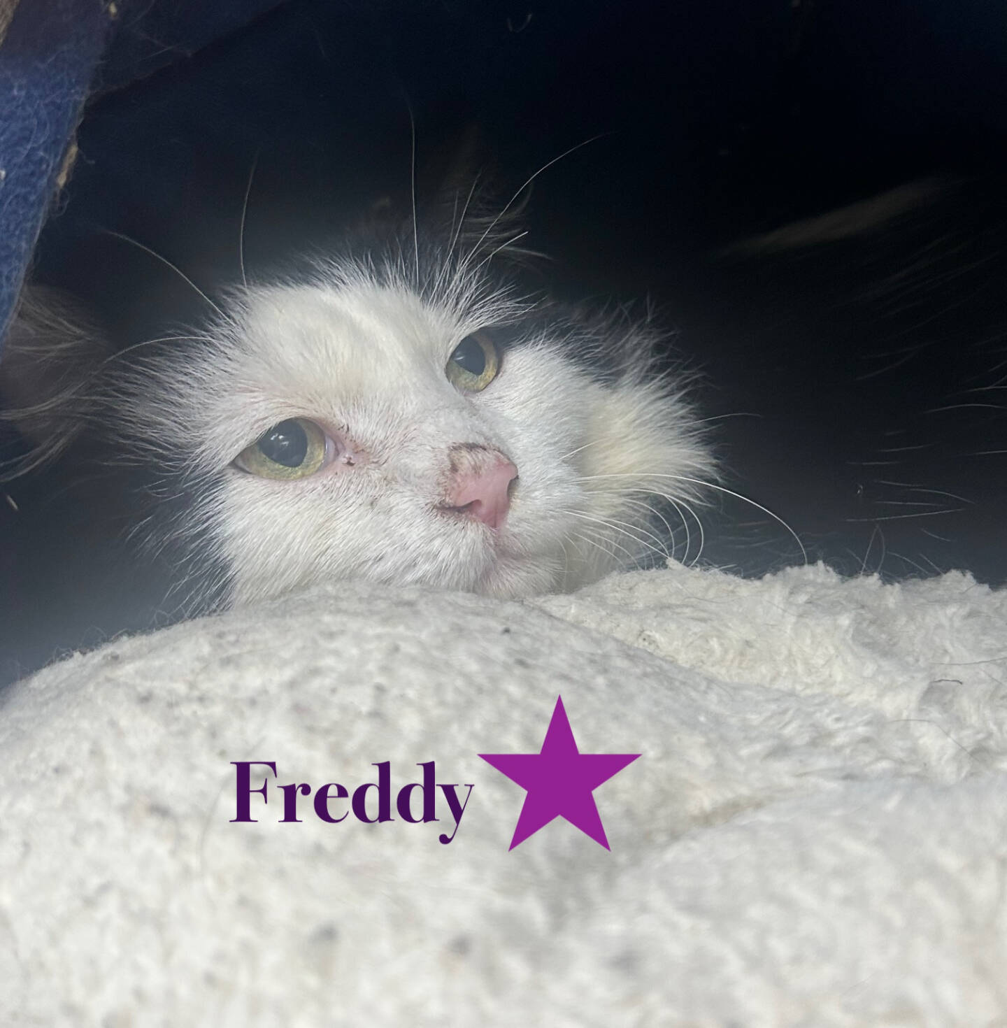 Freddy, 5-year-old male. Photo courtesy of Homer Animal Shelter