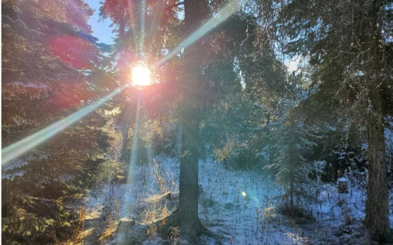 The sun shines through snow-covered trees on Monday, Dec. 1, 2025, in Anchor Point, Alaska. (Delcenia Cosman/Homer News)