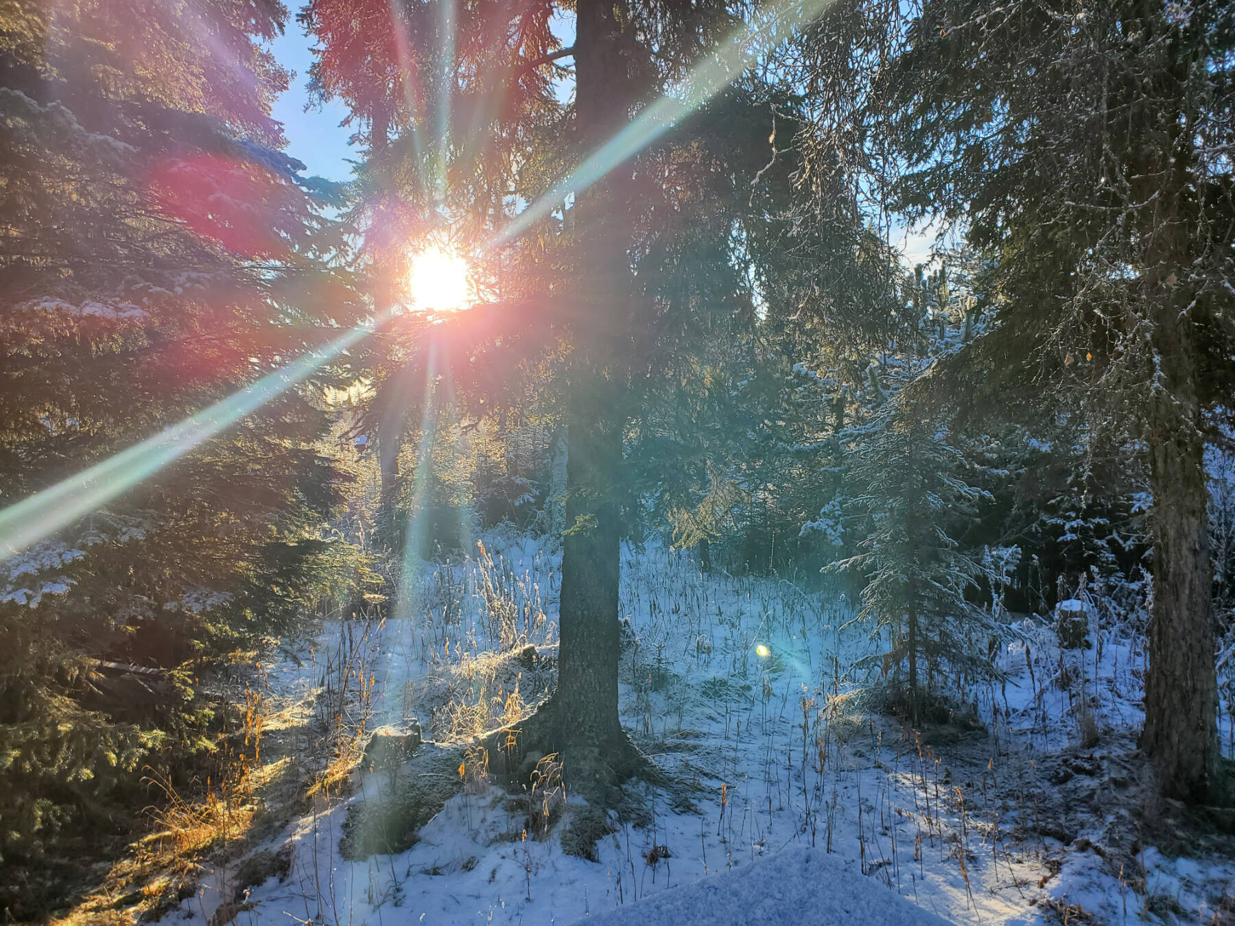 The sun shines through snow-covered trees on Monday, Dec. 1, 2025, in Anchor Point, Alaska. (Delcenia Cosman/Homer News)