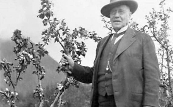 Prof. C.C. Georgeson, circa 1910s, inspects an apple tree on one of his Alaska agricultural experiment stations. (Image from the Rasmuson Library historical archives at the University of Alaska Fairbanks)