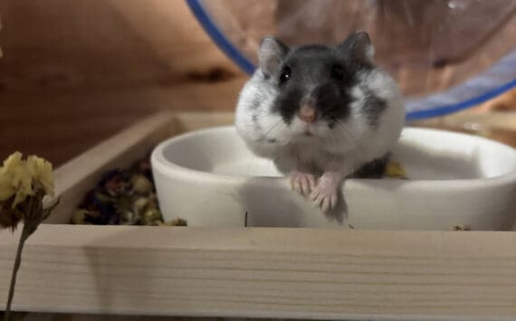 Science is a female Djungarian hamster. Photo courtesy of Homer Animal Shelter