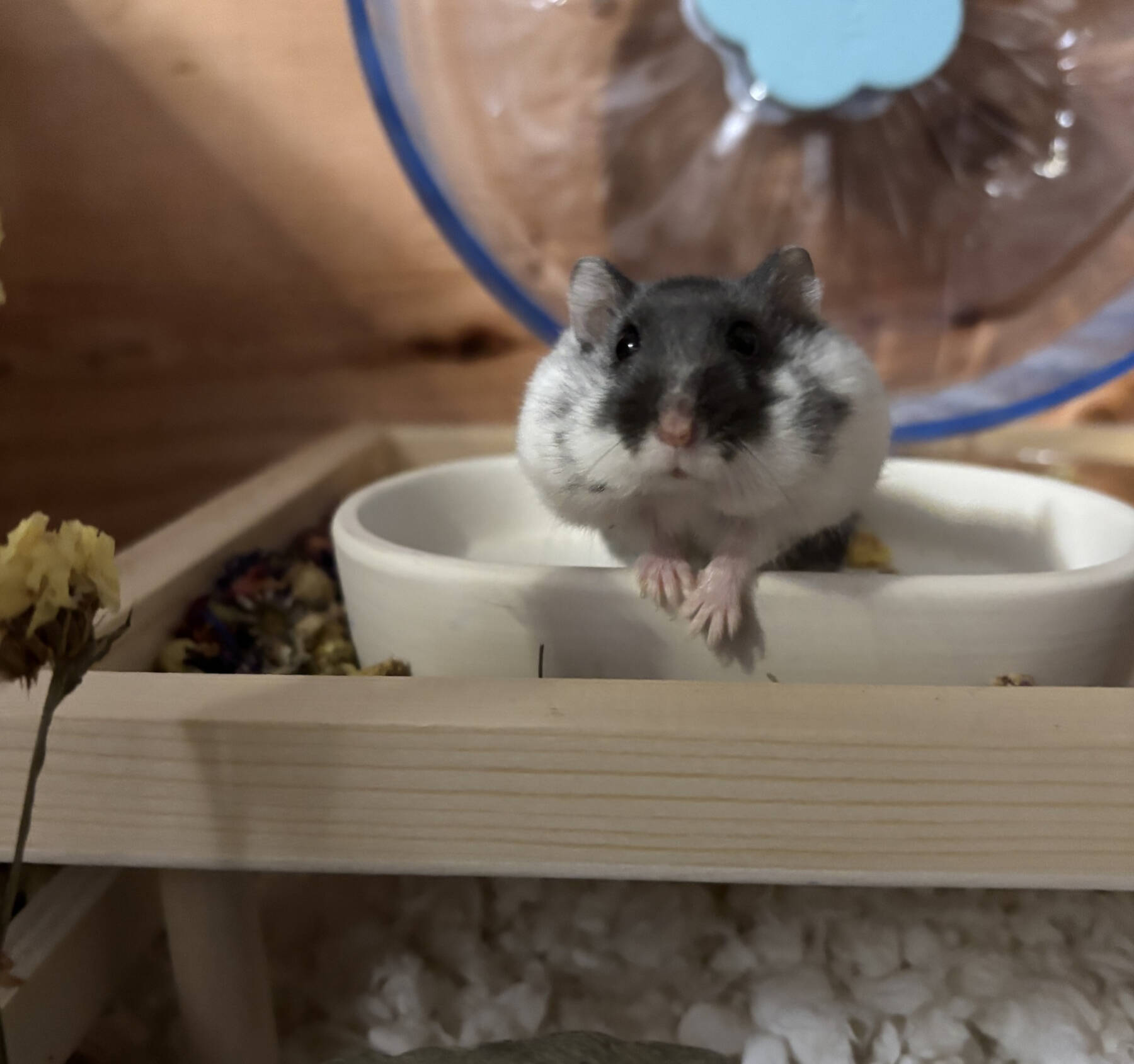 Science is a female Djungarian hamster. Photo courtesy of Homer Animal Shelter