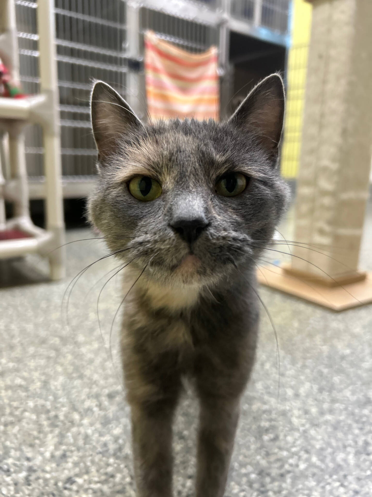 Elma, 10-month-old female. Photo courtesy Homer Animal Shelter