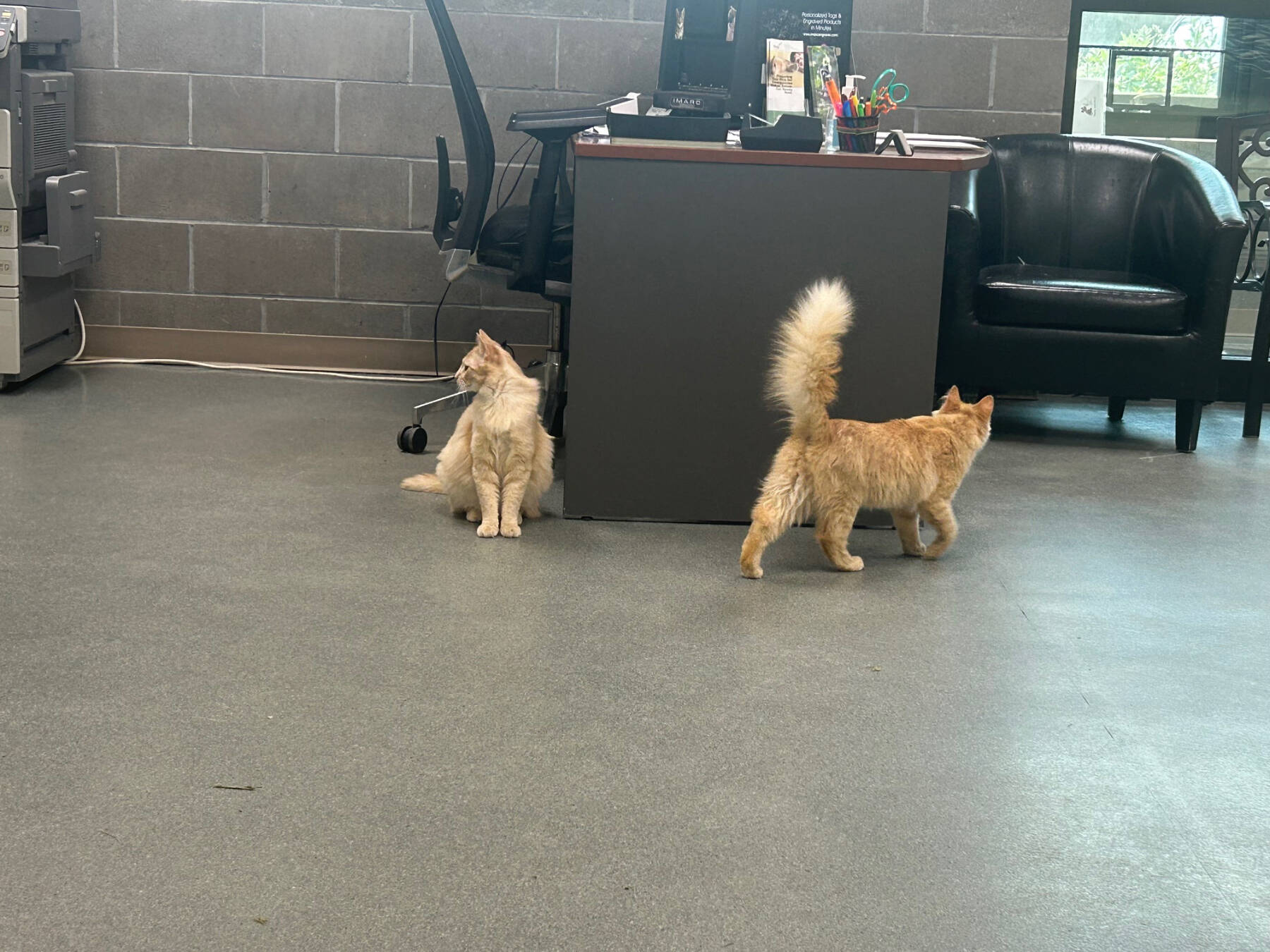 Charlie and Percy Weasley, 1.5-year-old males. Photo courtesy of Homer Animal Shelter