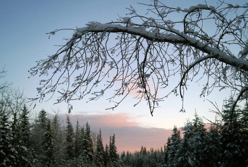 <p>Snow covers a branch hanging over Watergate Way in Kenai, Alaska, on Thursday, Nov. 9, 2023. (Jake Dye/Peninsula Clarion)</p>