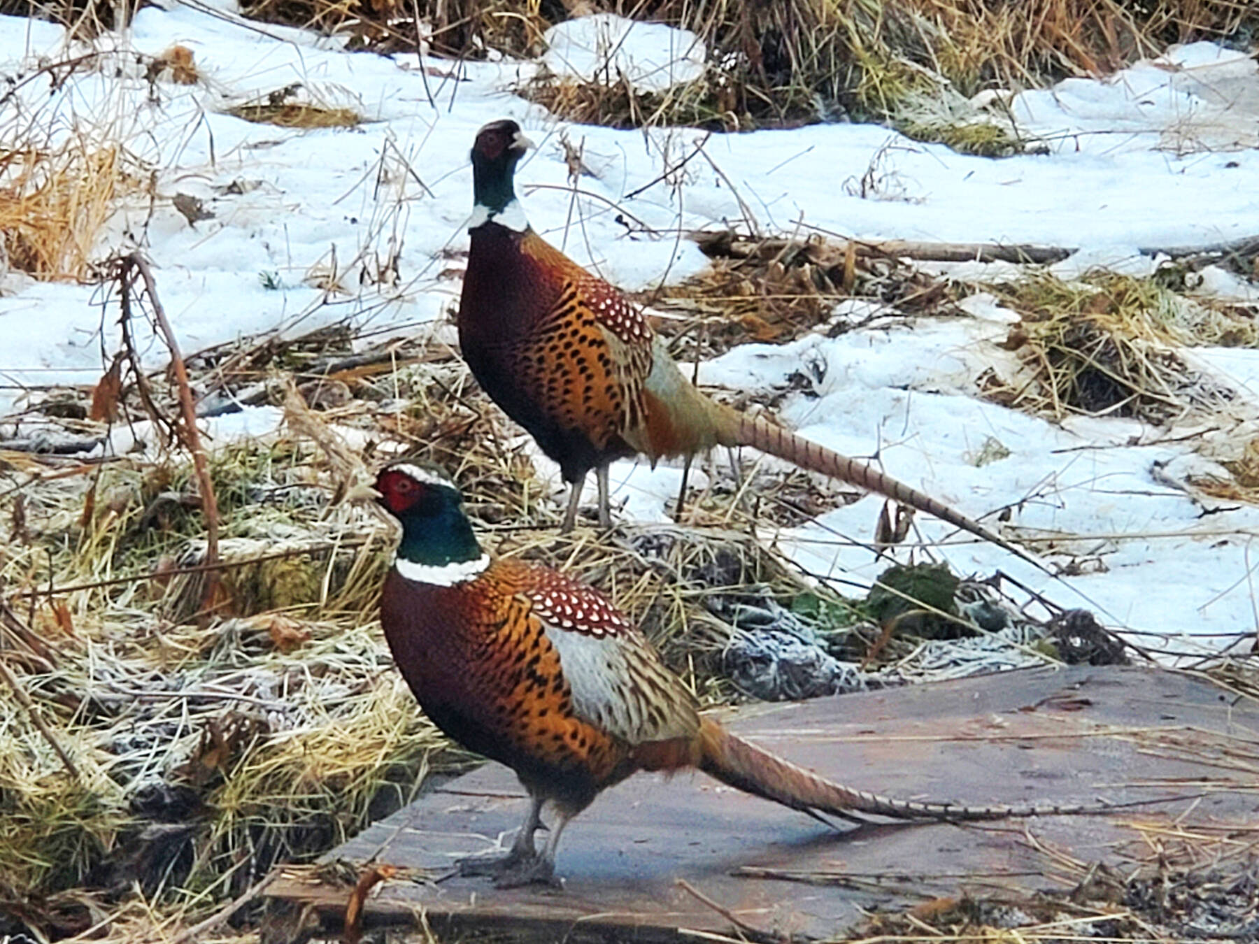 Two male ring-necked pheasants stroll around outside the Homer News office on Sunday, Feb. 1, 2026, in Homer, Alaska. (Delcenia Cosman/Homer News)