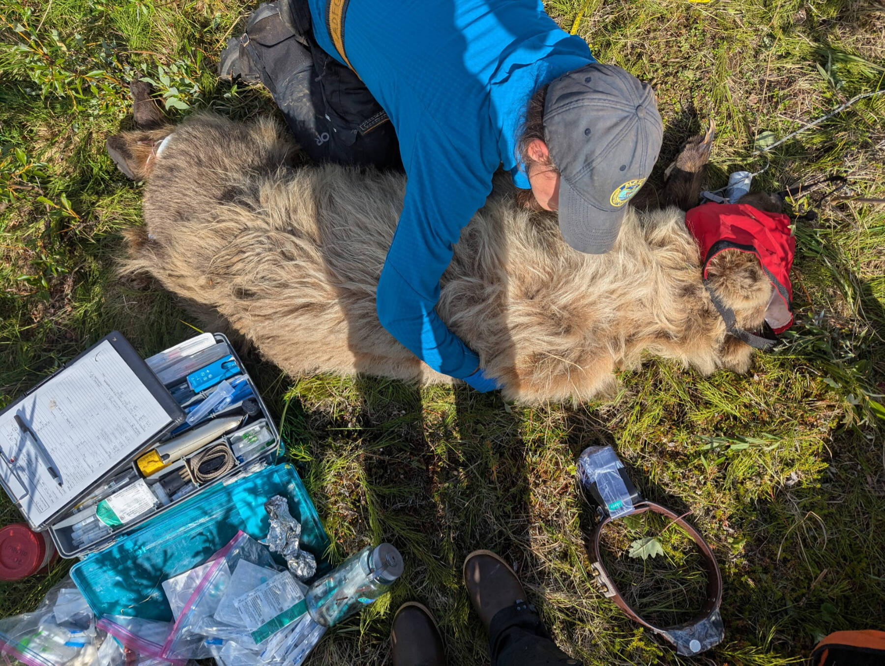 Biologist Jordan Pruszenski measures an anesthetized bear during May 2025. Biologists take measurements and samples before attaching a satellite/video collar to the bears neck. Photo courtesy Alaska Department of Fish and Game