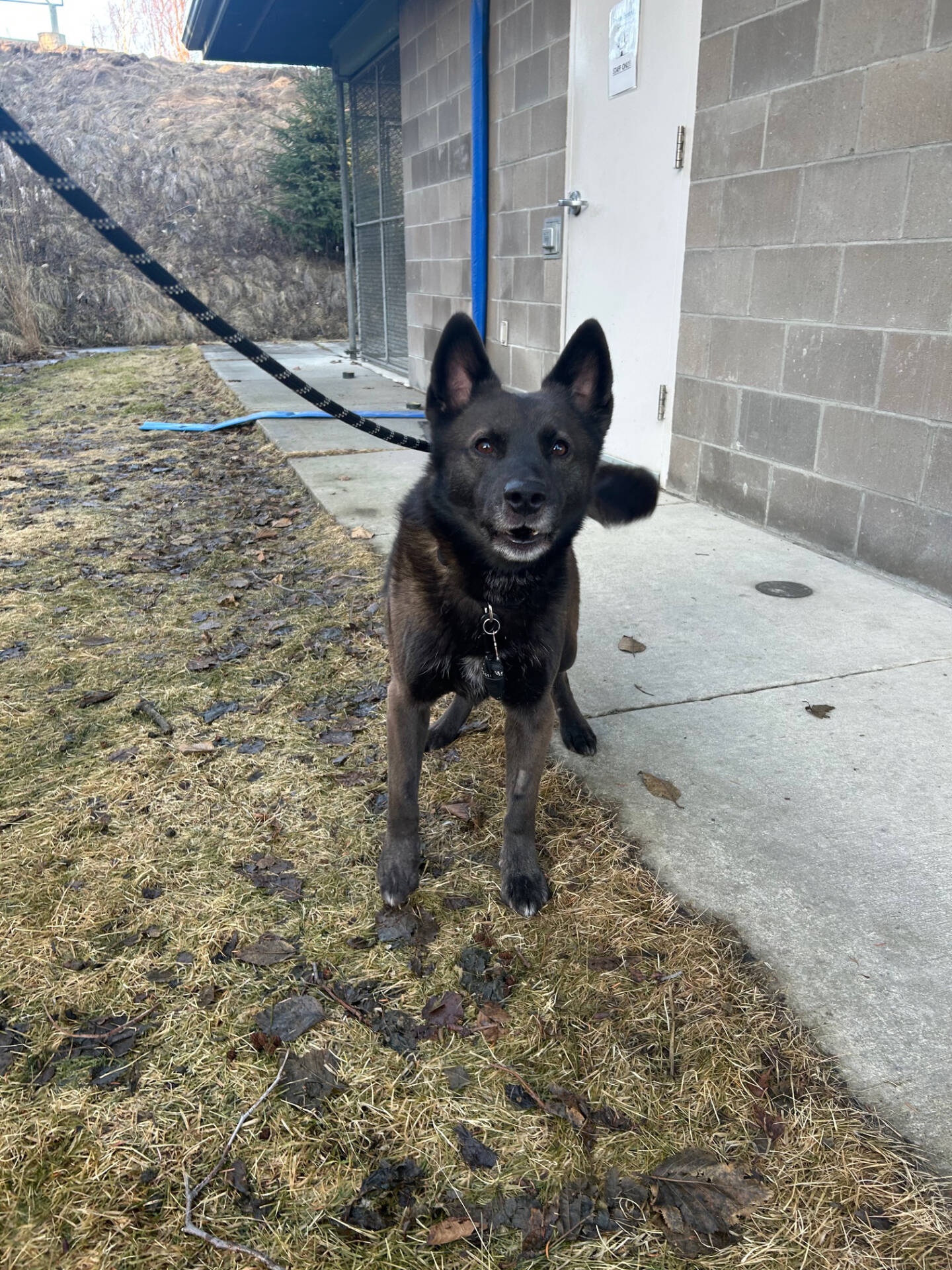 Kilo, a 3-year-old male, is looking for a foster home. Photo courtesy Homer Animal Shelter