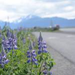 Purple haze Lupines bloom along the Homer Spit Trail on Tuesday, June 19. Lupines usually bloom in late June on the Spit, bringing a burst of color to the trail running from Kachemak Drive to Coal Point at the end of the road. (Photo by Michael Armstrong/Homer News).