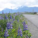 Lupines bloom along the Homer Spit Trail on Tuesday, June 19. Lupines usually bloom in late June on the Spit, bringing a burst of color to the trail running from Kachemak Drive to Coal Point at the end of the road. (Photo by Michael Armstrong/Homer News).