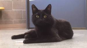 Pet of the Week: Dr. Leon