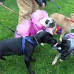 Several pups get to know each other and prepare for Homers first Pride March on Saturday, June 23, 2018 at WKFL Park in Homer, Alaska. About 280 human participants showed up for the event. (Photo by Megan Pacer/Homer News)