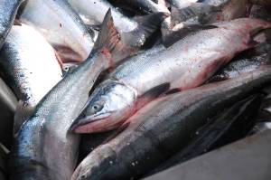 <span class="neFMT neFMT_PhotoCredit">Peninsula Clarion file photo</span>                                Sockeye salmon caught in a set gillnet wait to be set to the a processor on July 11, 2016 near Kenai.