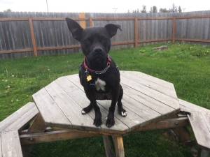 Pet of the Week: Lula