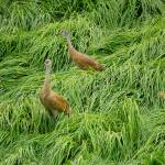 A pair of sandhill cranes and a young colt feed in Beluga Slough at the southeast corner near the pedestrian and bike path about 11:30 a.m. Saturday, June 23, 2018 in Homer, Alaska. (Photo by Michael Armstrong/Homer News)