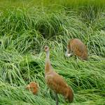 A pair of sandhill cranes and a young colt feed in Beluga Slough at the southeast corner near the pedestrian and bike path about 11:30 a.m. Saturday, June 23, 2018 in Homer, Alaska. (Photo by Michael Armstrong/Homer News)