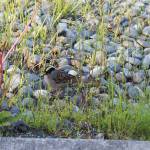 A golden crowned sparrow hops along through the gravel and grass just off Lake Street on Monday, June 23, 2018 in Homer, Alaska. (Photo by Megan Pacer/Homer News)