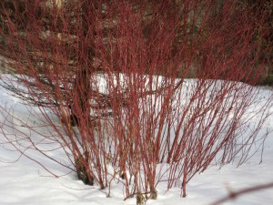 This is your year to garden - There's no reason not to