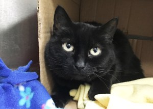 Pet of the Week: Iris