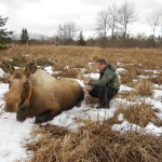 Biologist discusses peninsula moose populations
