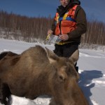 Biologist discusses peninsula moose populations
