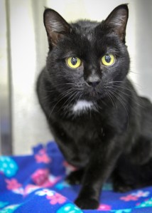 Pet of the Week: Boss