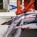 Workers at Alaska Salmon Purchasers sort sockeye salmon caught in a set gillnet in this July 2016 photo near Nikiski, Alaska. (Elizabeth Earl/Peninsula Clarion)
