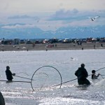 In this July 2016 photo, dipnetters make their way out into the water at the mouth of the Kenai River during the annual personal use dipnet fishery in Kenai, Alaska. (Elizabeth Earl/Peninsula Clarion, file)