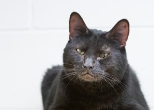 Pet of the Week: Norm